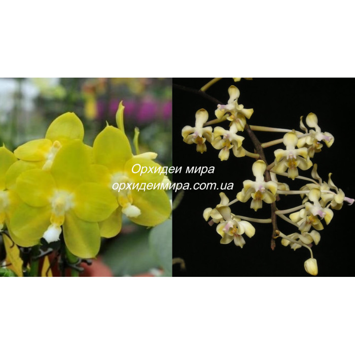 Фаленопсис (Yaphon Perfume Yellow x Celebensis Yellow)