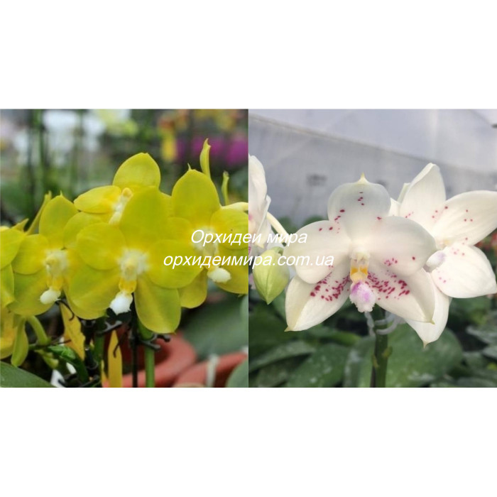 Фаленопсис (Yaphon Perfume Yellow x Rainbow Falconer)