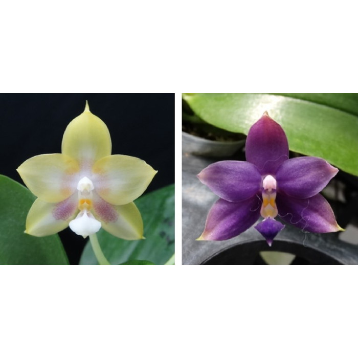 Фаленопсис (Zheng Min Muscadine x Violacea Indigo)