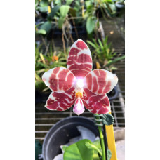 Phal. Brother Ambo Passion