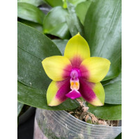 Phal. LD Bellina Kingfisher Mituo №1