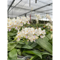 Dor. Pulcherrima x Tetraspis 