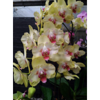 Phal. Fullers Sunset метелик