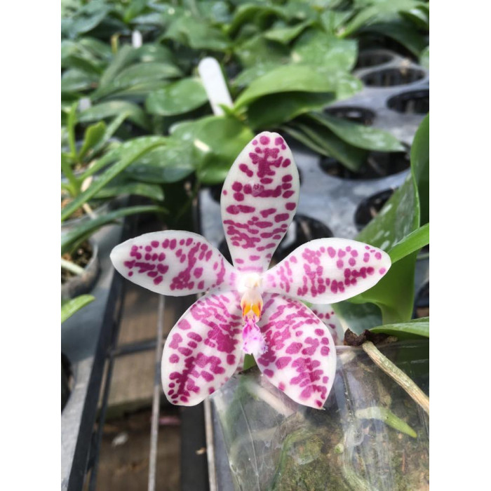 Фаленопсис (Tetraspis x Gigantea)
