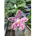 Фаленопсис (Tetraspis x Gigantea)