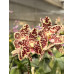 Фаленопсис (Tetraspis x Gigantea)