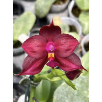 Phal. Yaphon Al Technology
