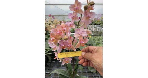 Орхiдея Phal. Princess Sakura-Be Tris метелик 1,7 - купити