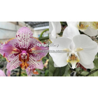 Phal. Ever Spring King метелик x Sogo Yukidian метелик