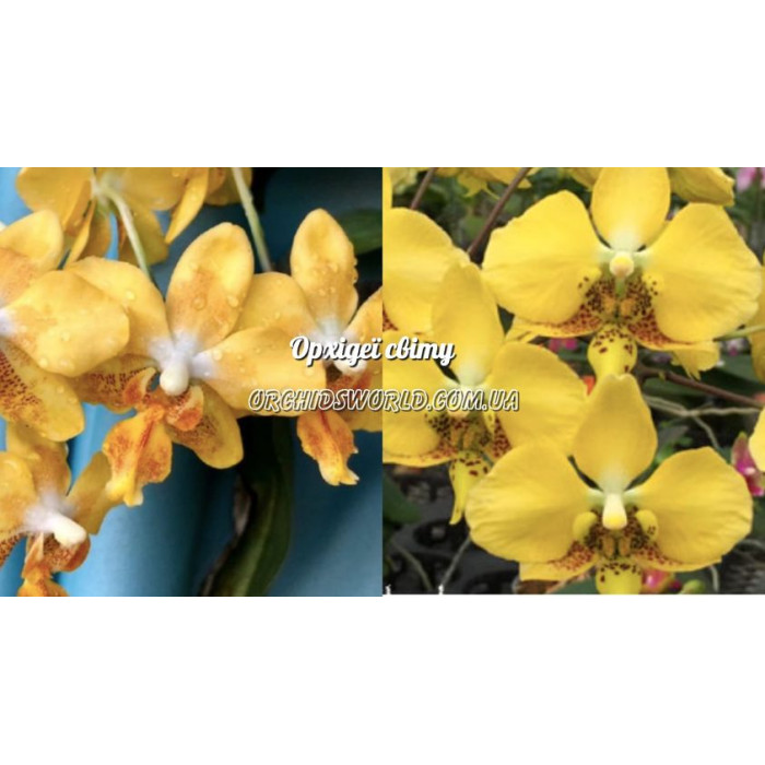 Фаленопсис (I-Hsin Samuel x Stuartiana Yellow)
