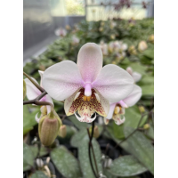 Phal. Schilleriana x Stuartiana