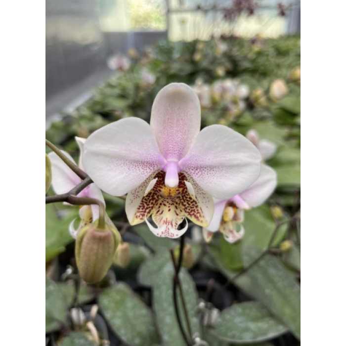 Фаленопсис (Schilleriana x Stuartiana)