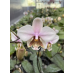 Фаленопсис (Schilleriana x Stuartiana)