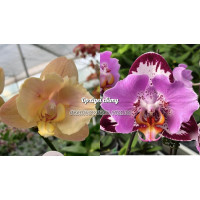 Phal. (Sin Yuan Golden Beauty х Sogo Yukidian V3 метелик) x Fangmei Black Piano ..