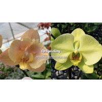 Phal. (Sin Yuan Golden Beauty х Sogo Yukidian V3 бабочка) x Golden Apollon 
