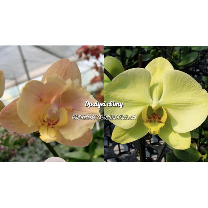 Фаленопсис ((Sin Yuan Golden Beauty х Sogo Yukidian V3 бабочка) x Golden Apollon)