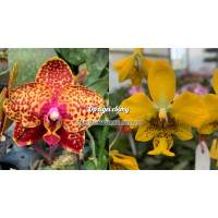 Phal. Yaphon Rose World x Stuartiana Yellow уцінка
