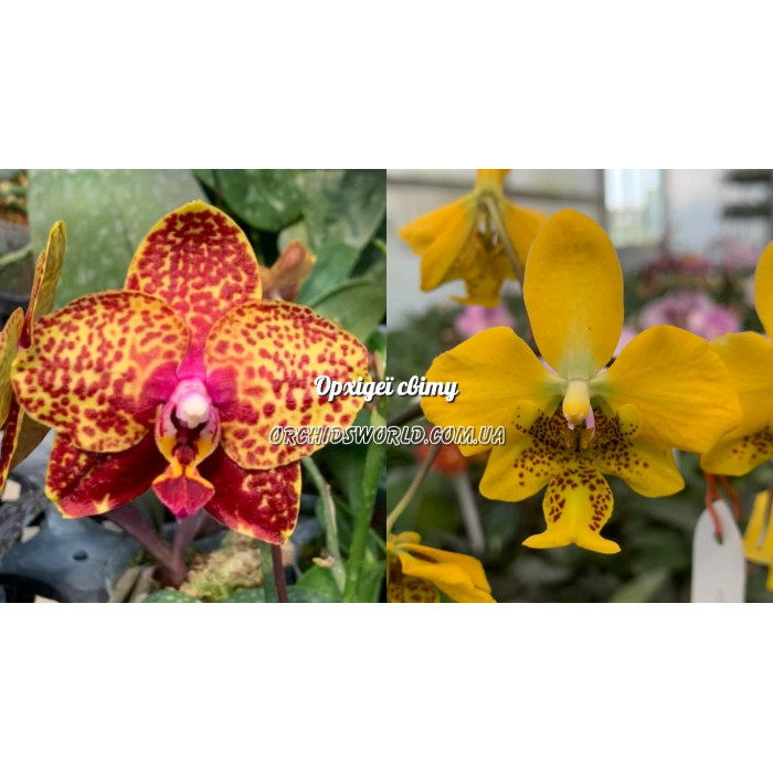 Фаленопсис (Yaphon Rose World x Stuartiana Yellow)
