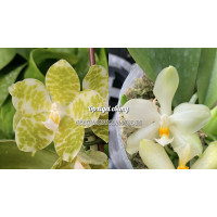 Phal. Gigantea alba x Micholitzii 