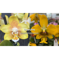 Phal. KS Balm x Stuartiana Yellow