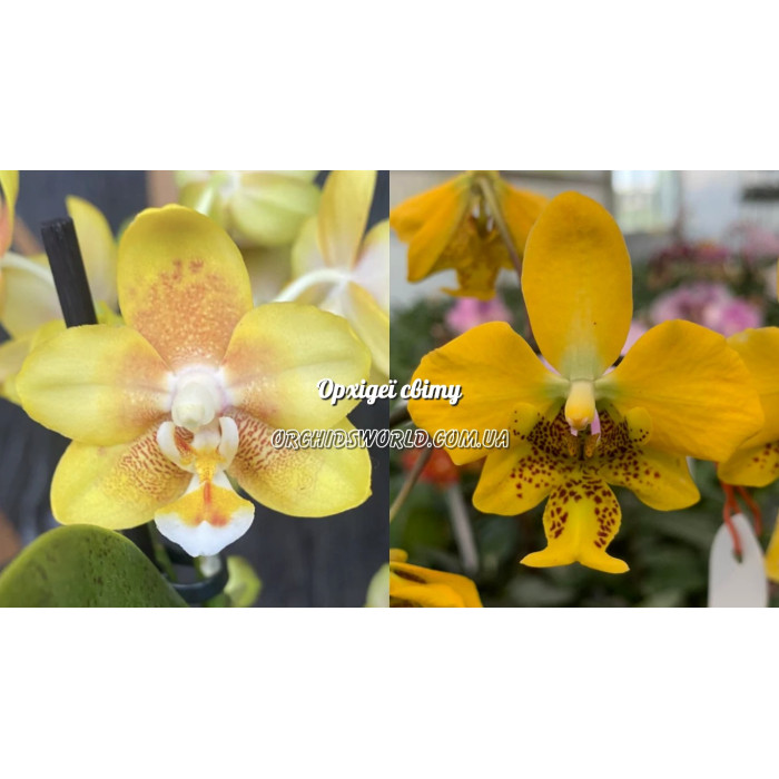 Фаленопсис КС Балм х Стюартина Еллоу (KS Balm x Stuartiana Yellow)