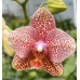 Фаленопсис (Yaphon Rose World x Stuartiana Yellow)