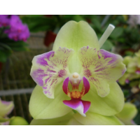 Phal. HOs Colourful Bubbles KF#1 метелик