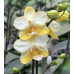 Фаленопсис КС Балм х Стюартина Еллоу (KS Balm x Stuartiana Yellow)