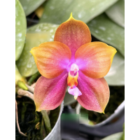 Phal. Mituo Gelb Eagle Oriole x Mituo Golden Tiger Yellow Dragon