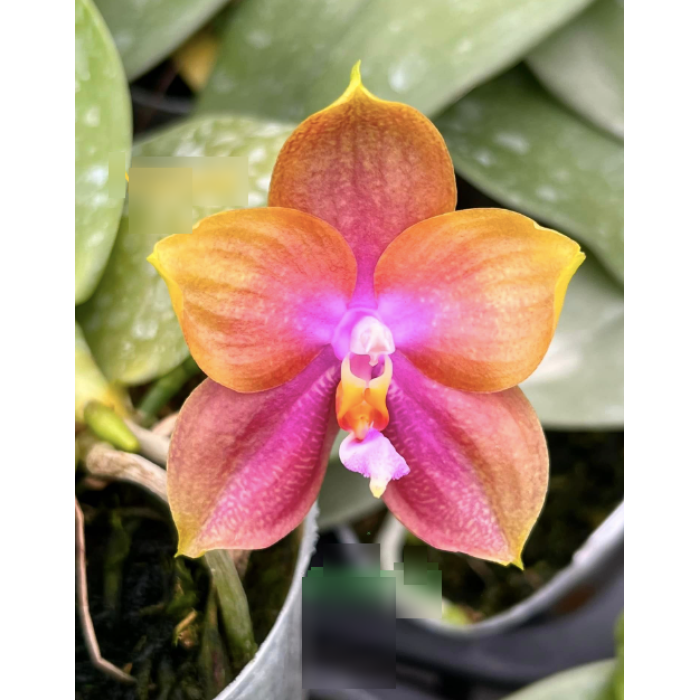 Фаленопсис (Mituo Gelb Eagle Oriole x Mituo Golden Tiger Yellow Dragon)