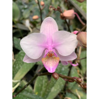 Phal. Romance Valentine x Lindinii 