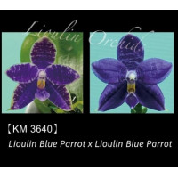 Phal. Lioulin Blue Parrot x Lioulin Blue Parrot