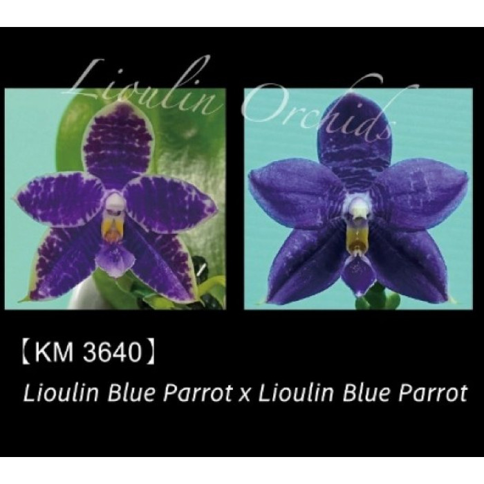 Фаленопсис (Lioulin Blue Parrot x Lioulin Blue Parrot)