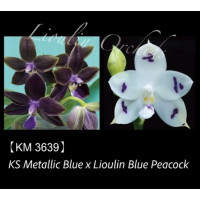 Phal. KS Metallic Blue x Lioulin Blue Peacock 