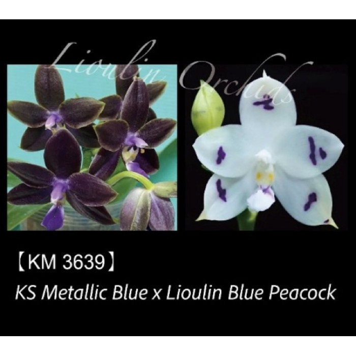 Фаленопсис (KS Metallic Blue x Lioulin Blue Peacock)