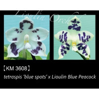 Phal. Tetraspis Blue Spot x Lioulin Blue Parrot