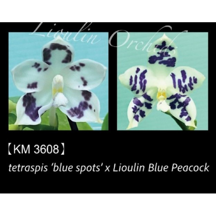 Фаленопсис (Tetraspis Blue Spot x Lioulin Blue Parrot)