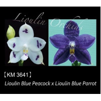 Phal. Lioulin Blue Peacock x Lioulin Blue Parrot