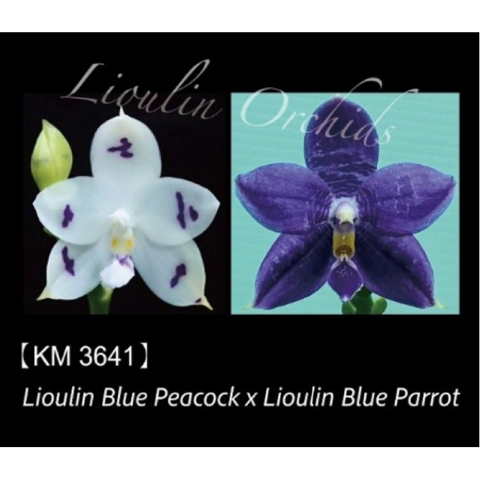 Фаленопсис (Lioulin Blue Peacock x Lioulin Blue Parrot)