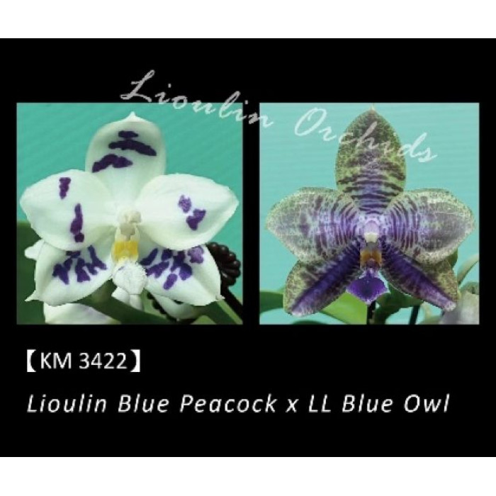 Фаленопсис (Lioulin Blue Peacock x LL Blue Owl)
