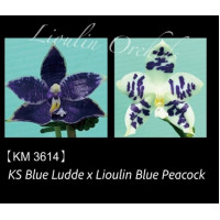 Phal. KS Blue Luedde x Lioulin Blue Peacock