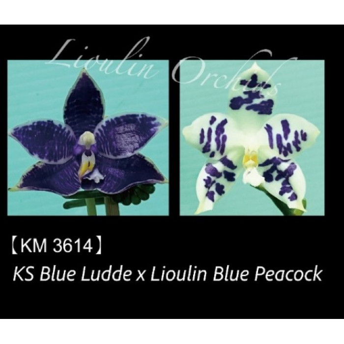 Фаленопсис (KS Blue Luedde x Lioulin Blue Peacock)