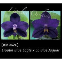 Phal. Lioulin Blue Eagle x LL Blue Jaguar 