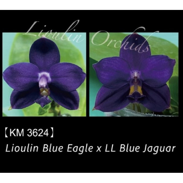 Фаленопсис (Lioulin Blue Eagle x LL Blue Jaguar)