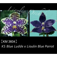 Phal. KS Blue Luedde x Lioulin Blue Parrot