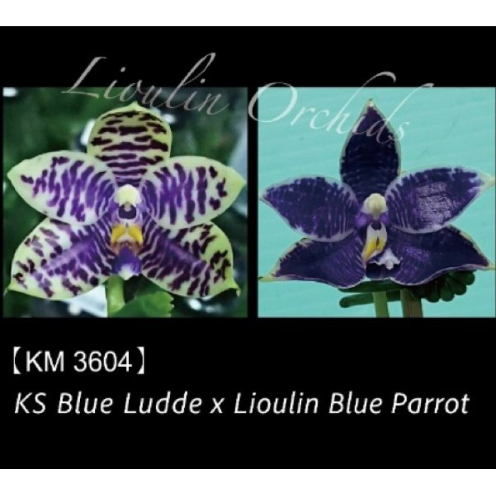 Фаленопсис (KS Blue Luedde x Lioulin Blue Parrot)
