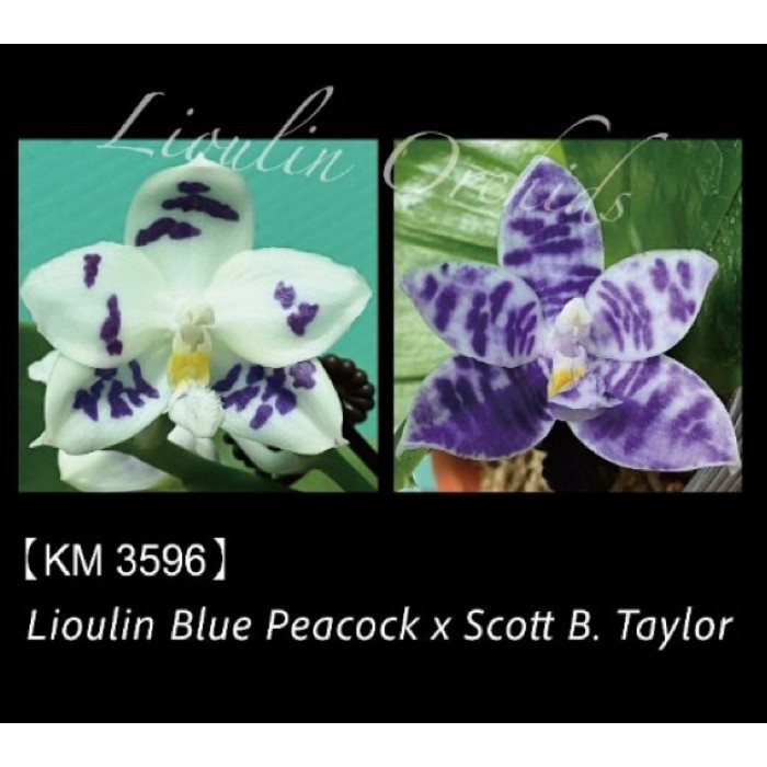 Фаленопсис (Lioulin Blue Peacock x Scott B.Taylor)