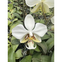 Phal. Stuartiana x Stuartiana