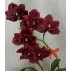 Phal. (Sogo Gotris x Taida Pearl) ES-1 бабочка