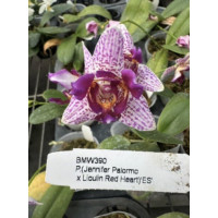 Phal.  Jennifer Palormo x Lioulin Red Heart peloric